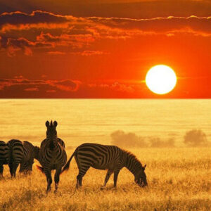 CORAZON DE SUDAFRICA 12 DE SEPTIEMBRE